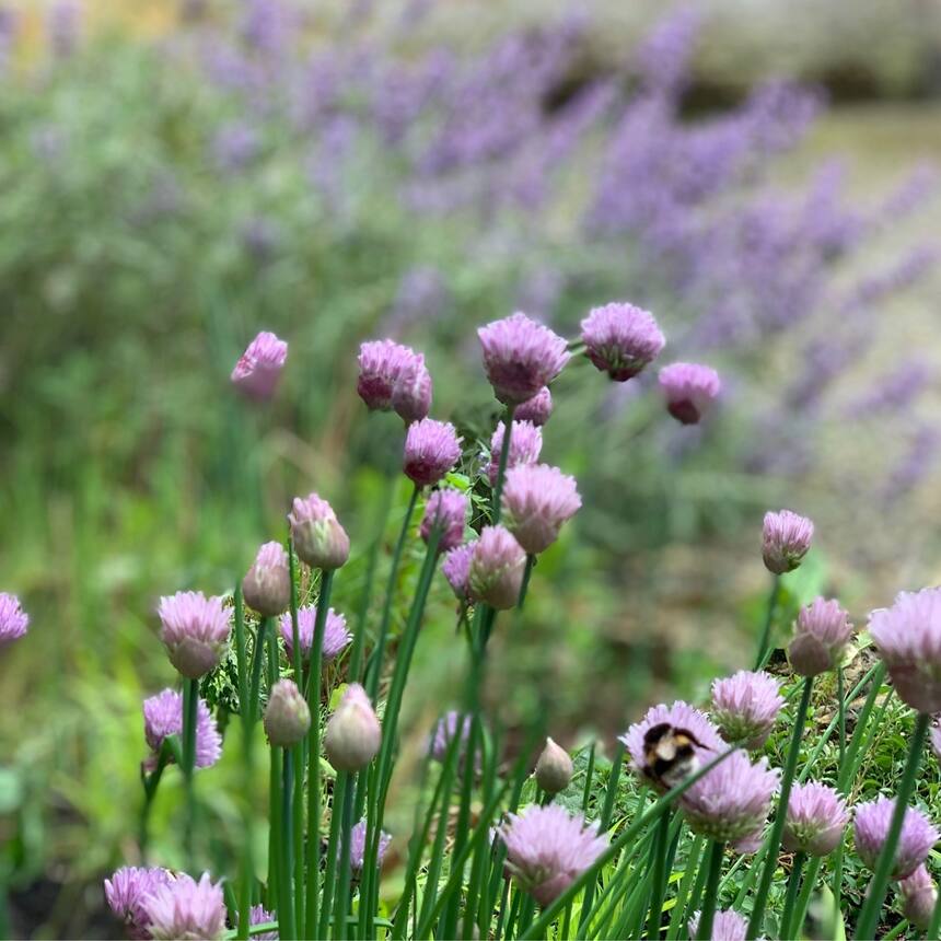My herb garden. Behind the chapel, there is an enclosed courtyard bounded by the