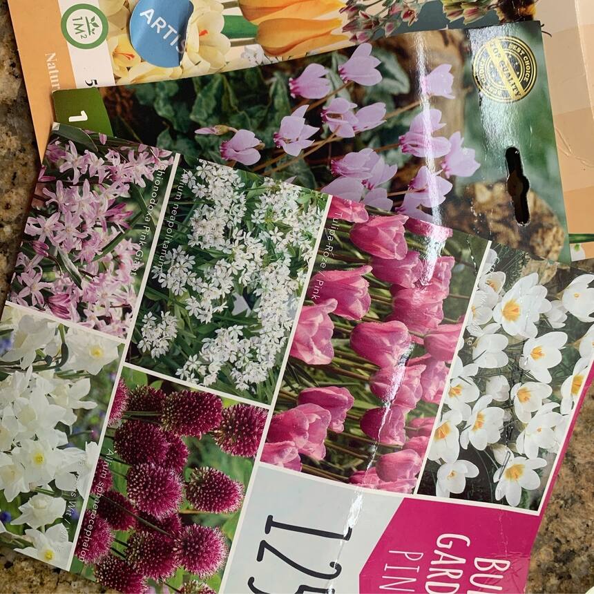 The weeks before the rains start in earnest, is the best time to plant your orch