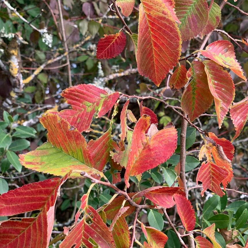 A little seasonal color.