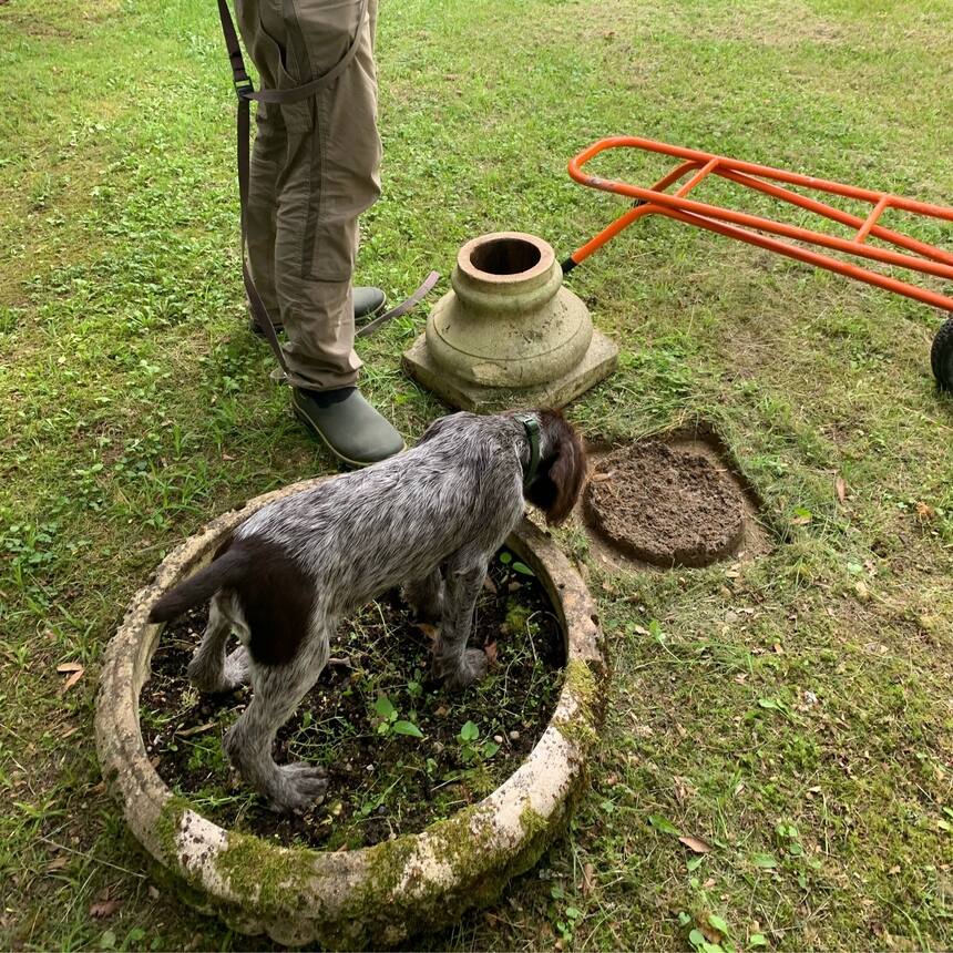 Doggie aka griff, aka grufalo, is getting comfortable in his new home.