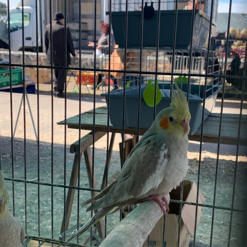 It was truly difficult to walk away from all of the beautiful animals. My 9 year