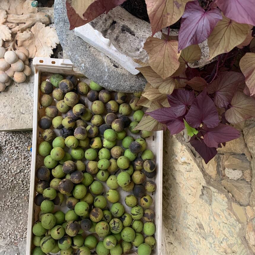 More and more walnuts, and still lots more to collect.