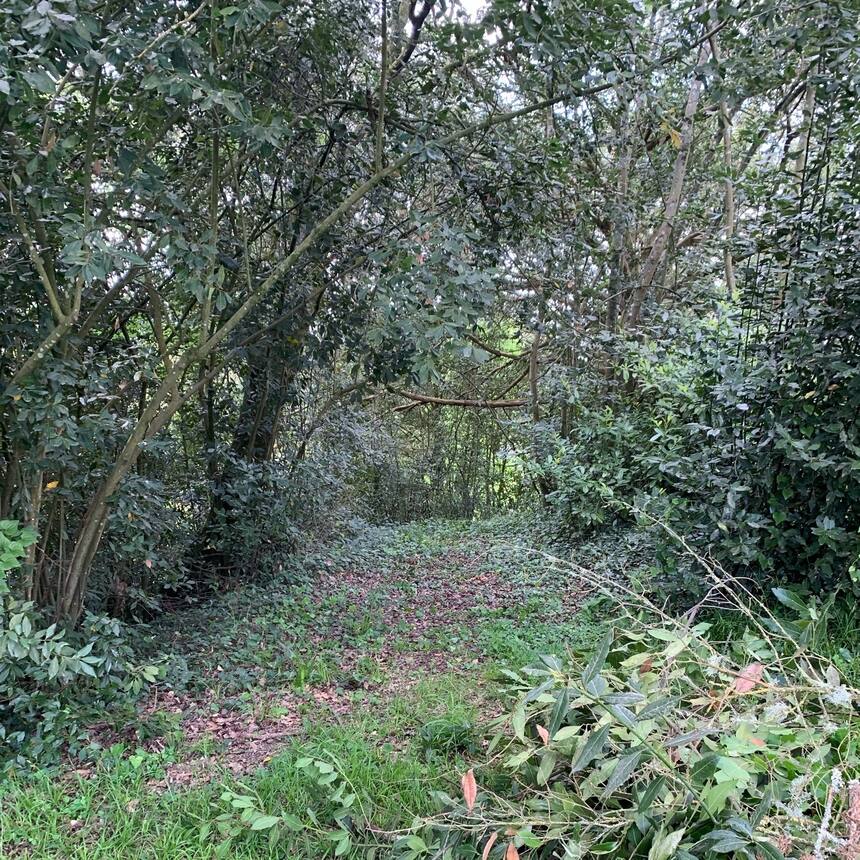 Today we set to work, trimming the low hanging branches that obstructed so many 