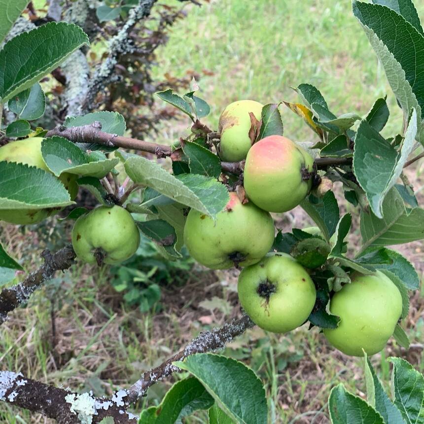 The dog seems to enjoy fruit. Anything below 3’ has been eaten: pears, gooseberr