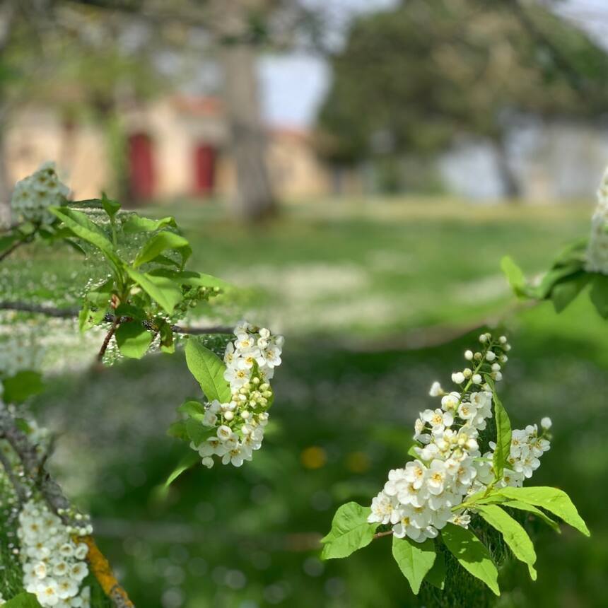 blossom tree