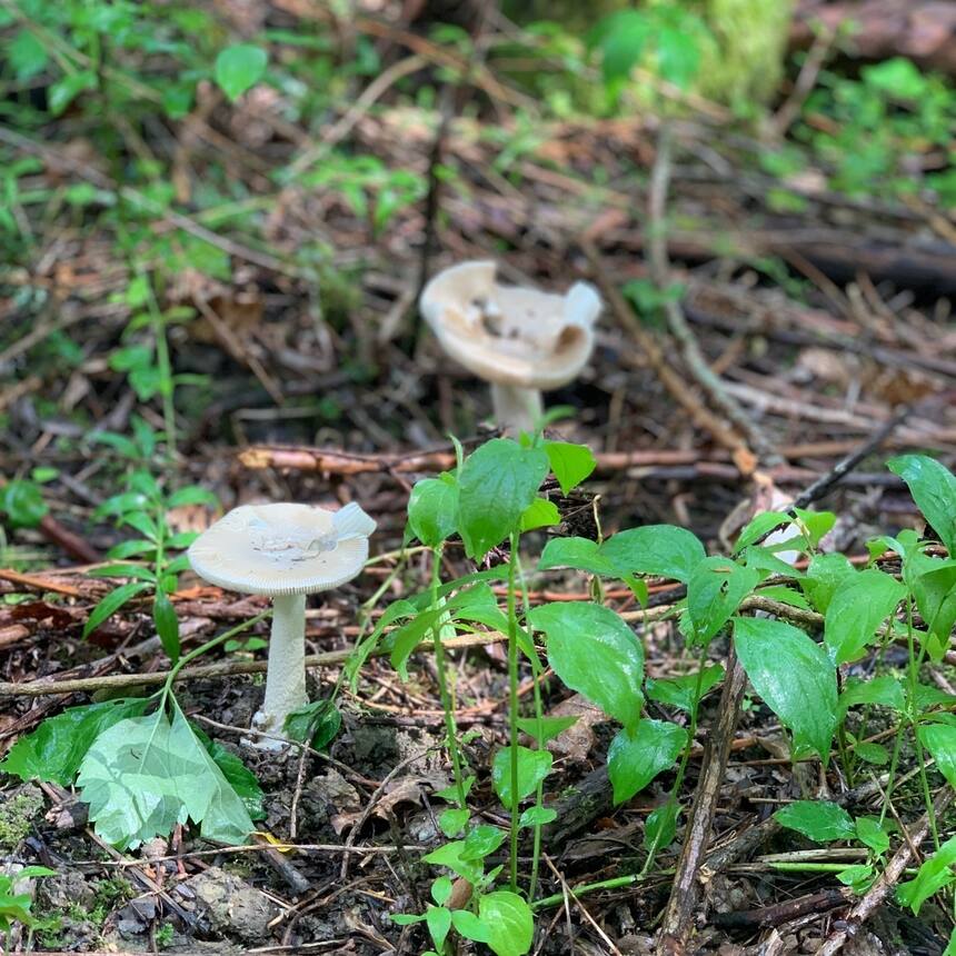 Spring rains bring an assortment of mushrooms.