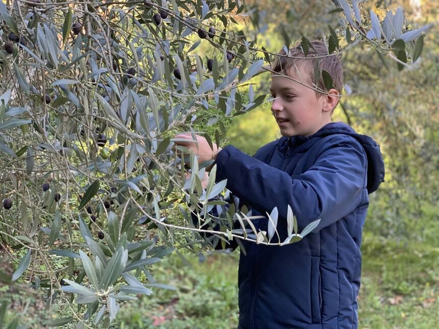 Olive picking day!