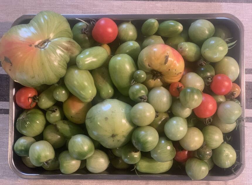 I think that I would like to make some Green tomato chutney.