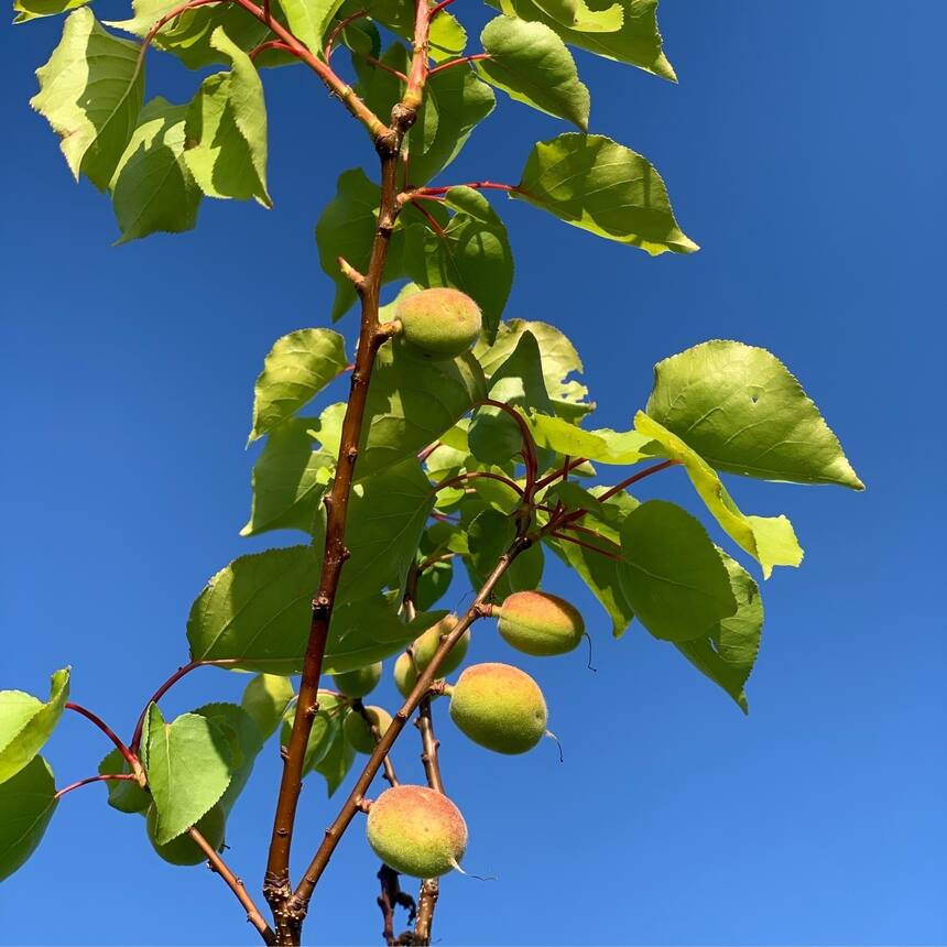 first fruit