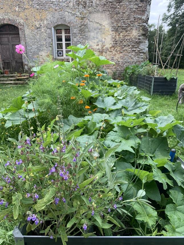 The potager looking glorious