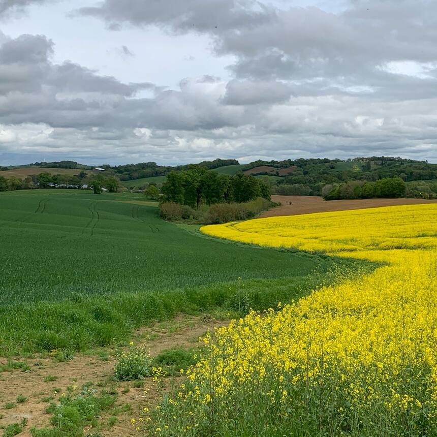 Mustard!