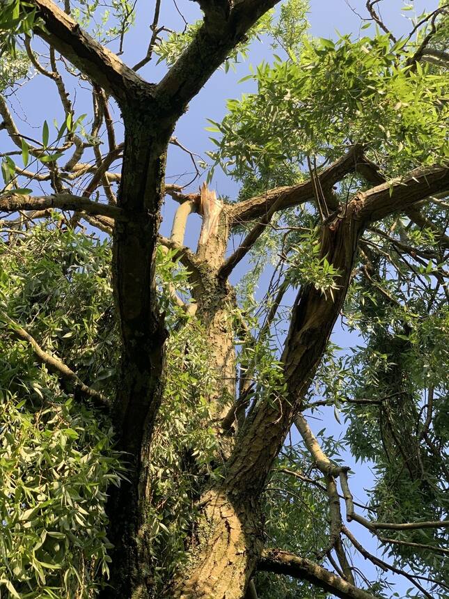 We lost some branches in the storm but nothing catastrophic.