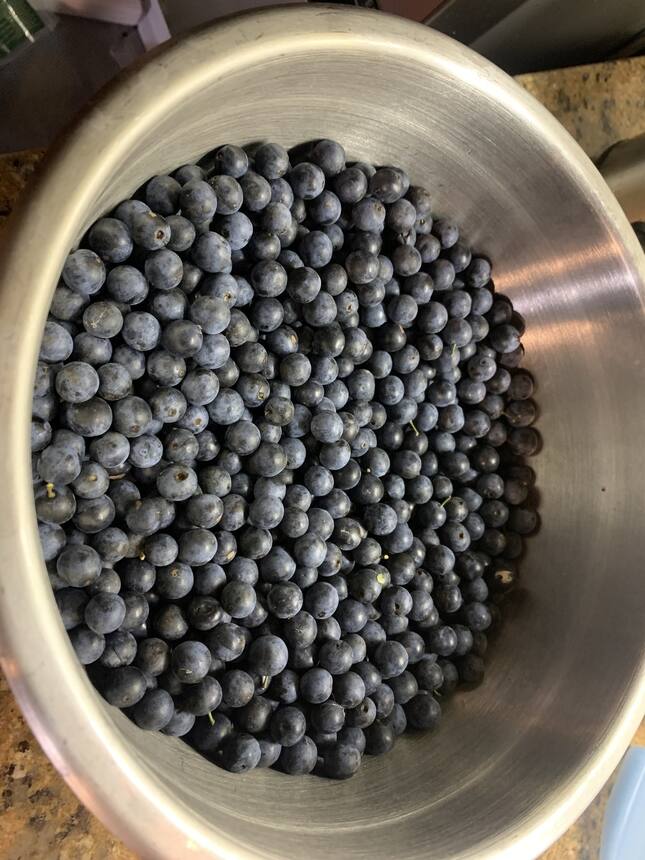 Sloe berry picking fun. This haul took five people about 30 minutes…. It should