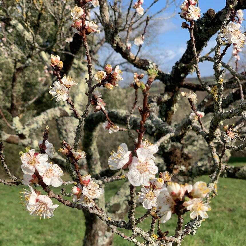 One old apricot tree and two new ones, are the first fruit trees to flower in th