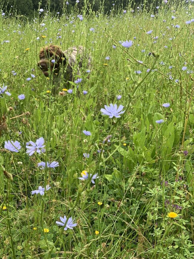 Chicory, dandelions and self heal. The wild flowers are loving all the rains tha