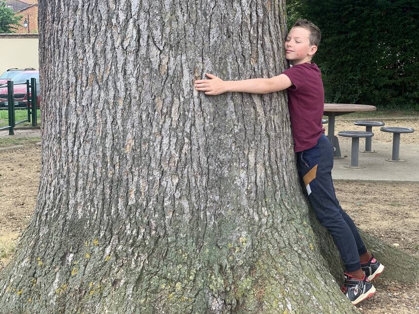 A fabulous old tree in the Nogaro children’s playground.