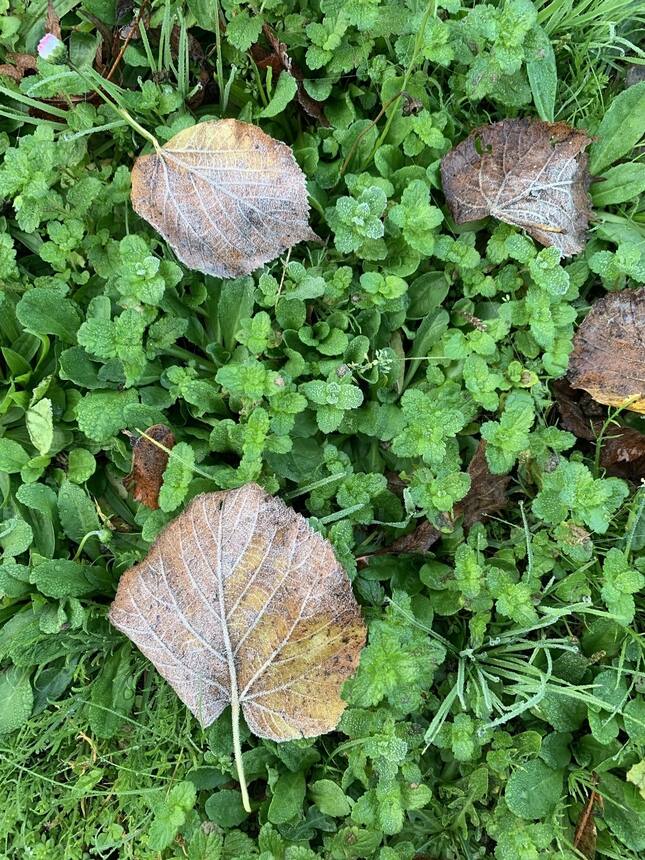 First frost of the season. ✨ Just a little, but it is supposed to get colder ove