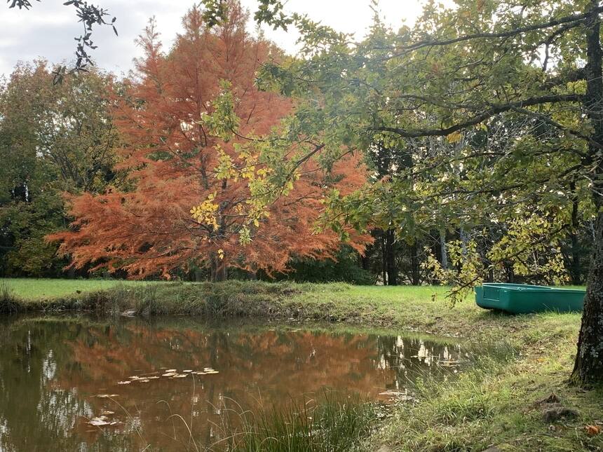 We have lost three great old oaks in the forest in the last storm, (they were li