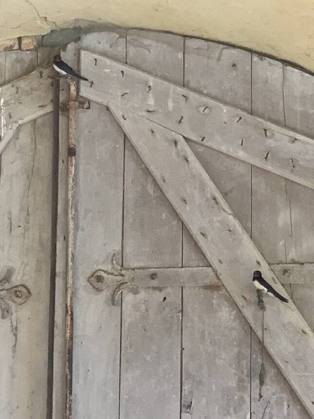 Nesting swallows have taken over the orangery this year. They are very beautiful