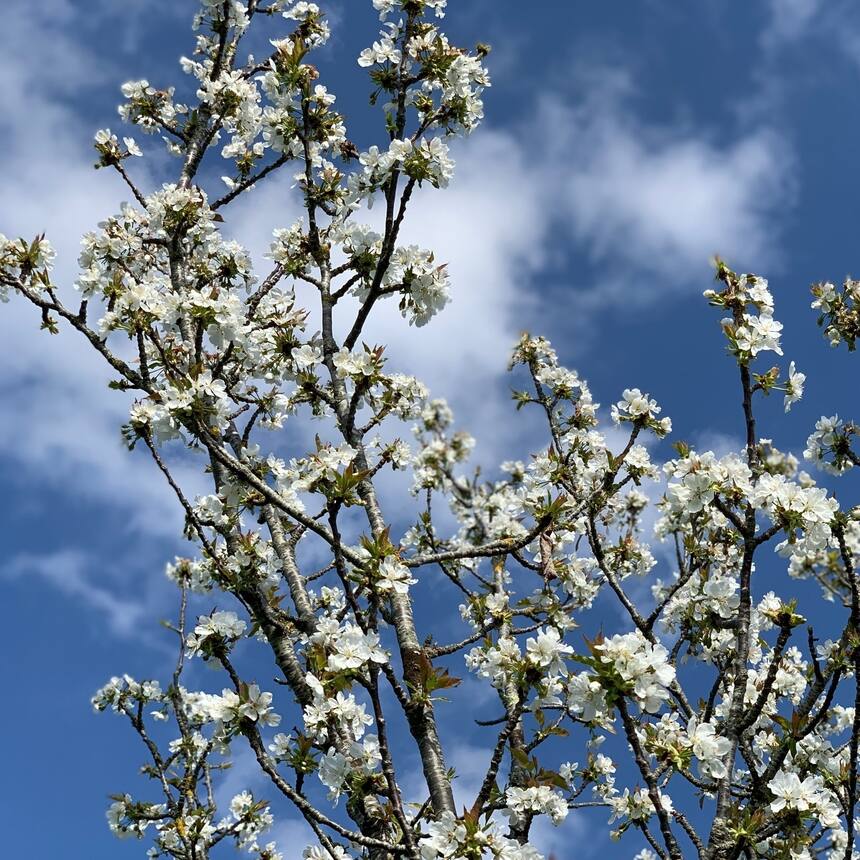 orchard blossom