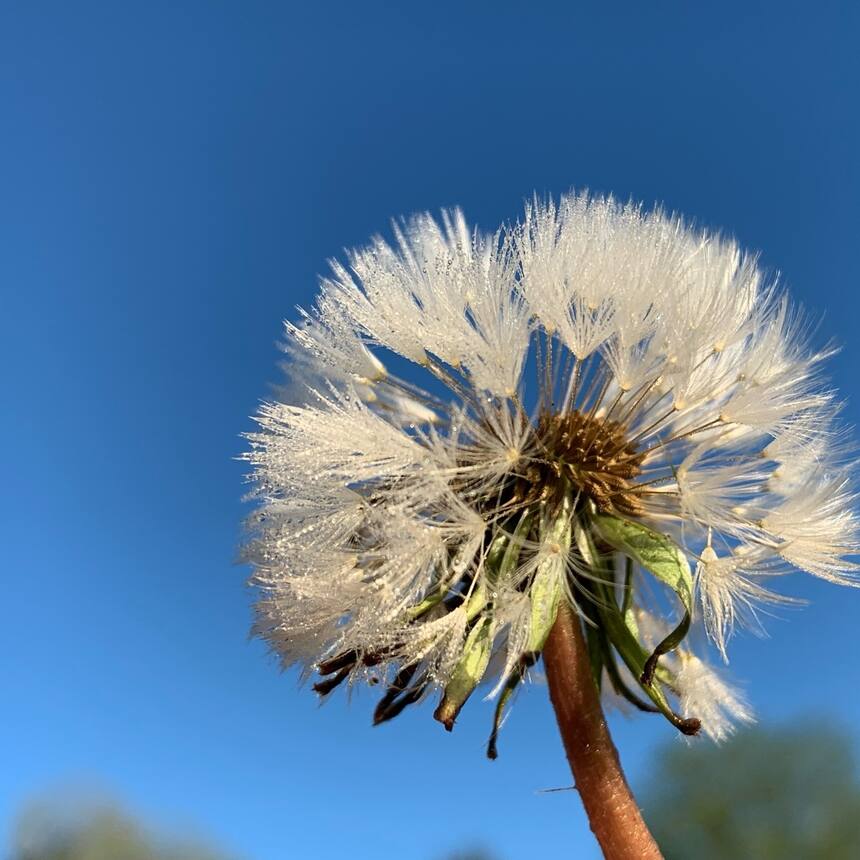 late frost