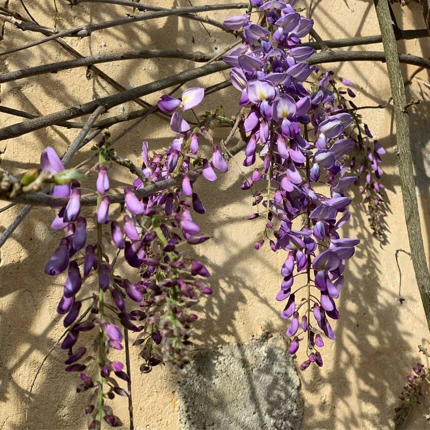 wisteria just staring