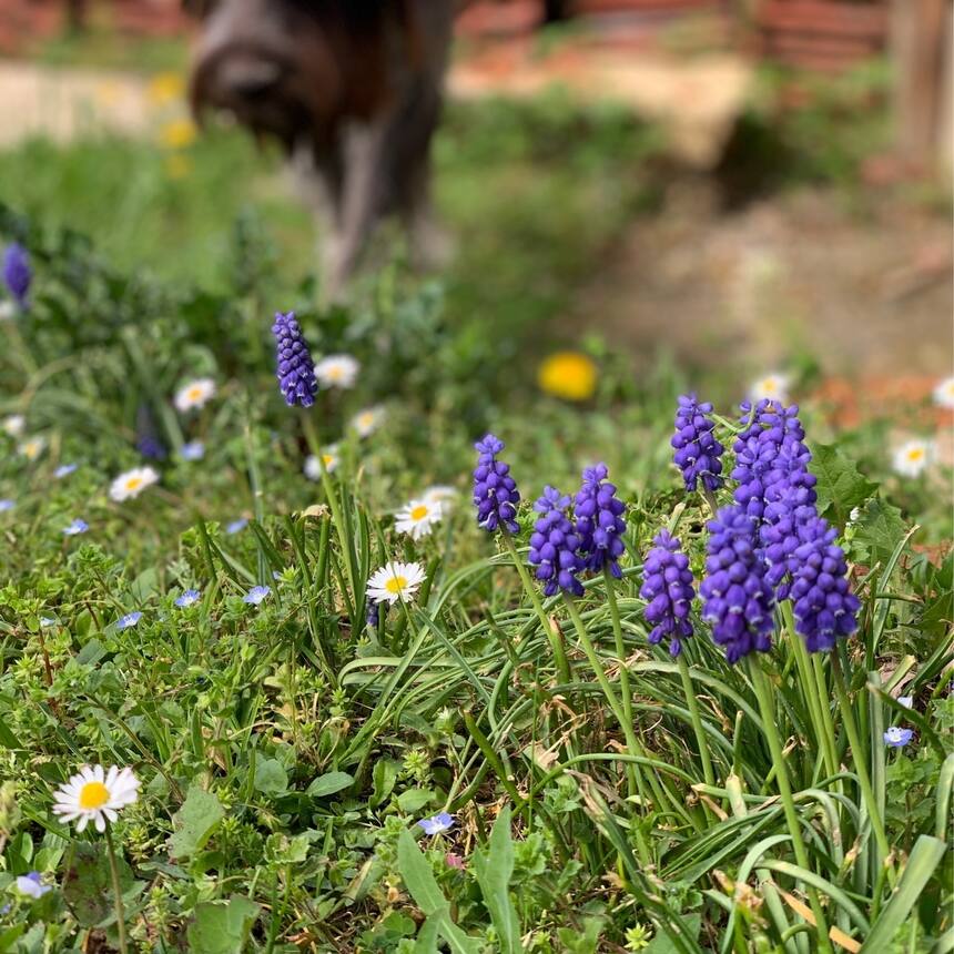 spring blooms