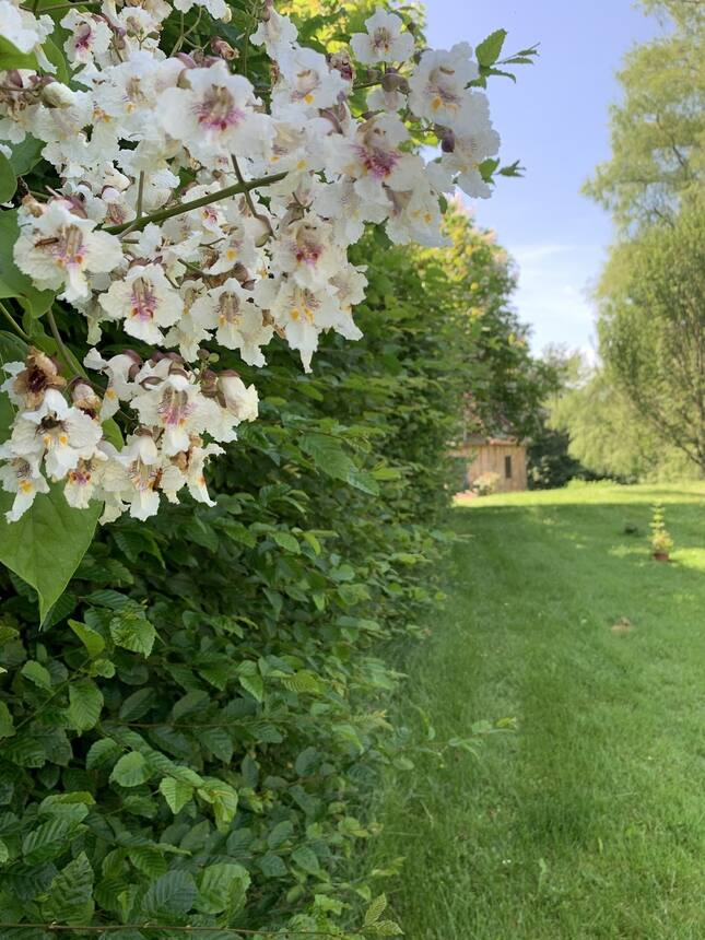 Catalpa trees in full bloom