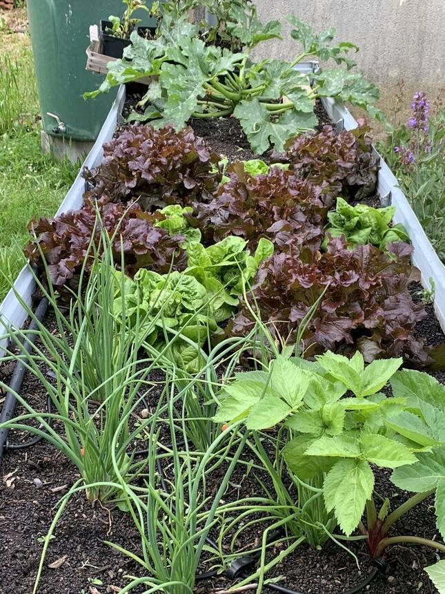 The veggie garden is coming along nicely.