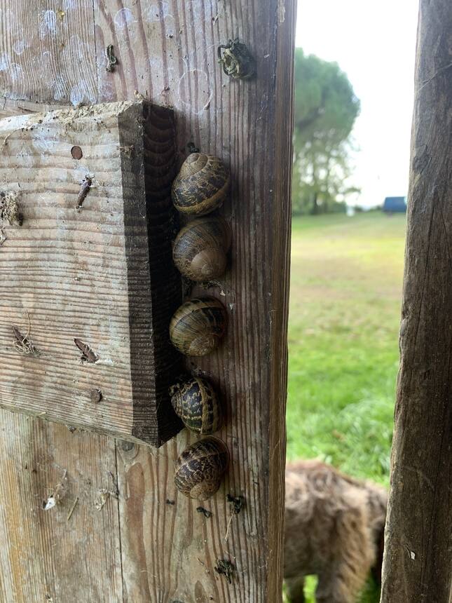 Just cute. Hibernating snails?