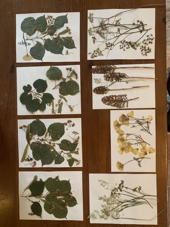 I’m finally getting around to the pressed flower project I planned last spring 😆