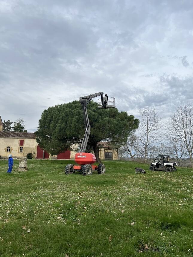 Racing to be finished before the storm, and before the very ripe nests hatched: 