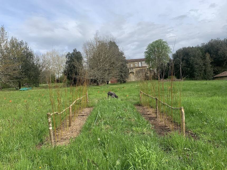 My new willow walk is starting to bud!!