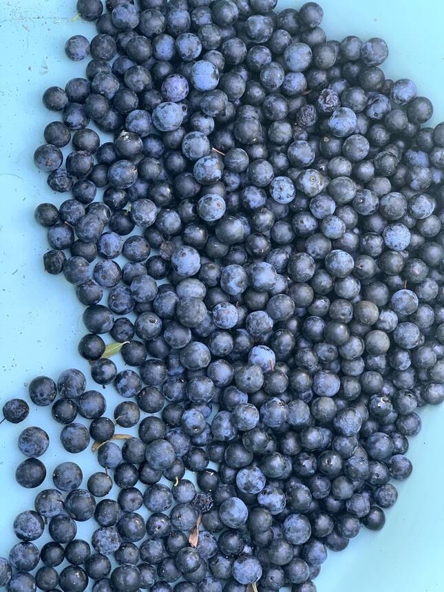 And sloe berries of course.