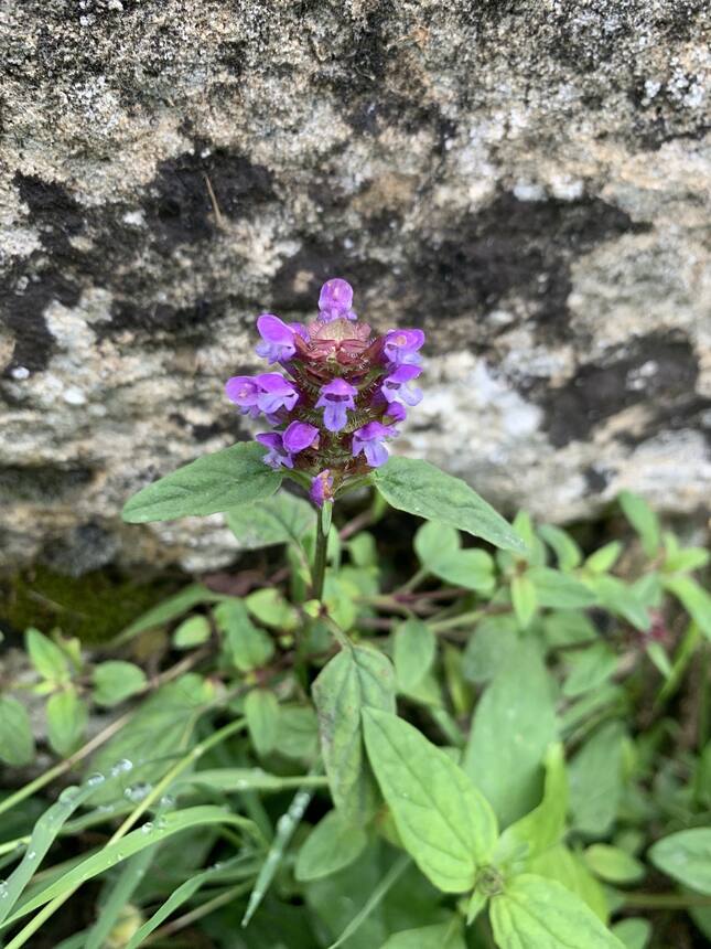 It’s a good time of year for gathering medicinal herbs. So far I have a list of 