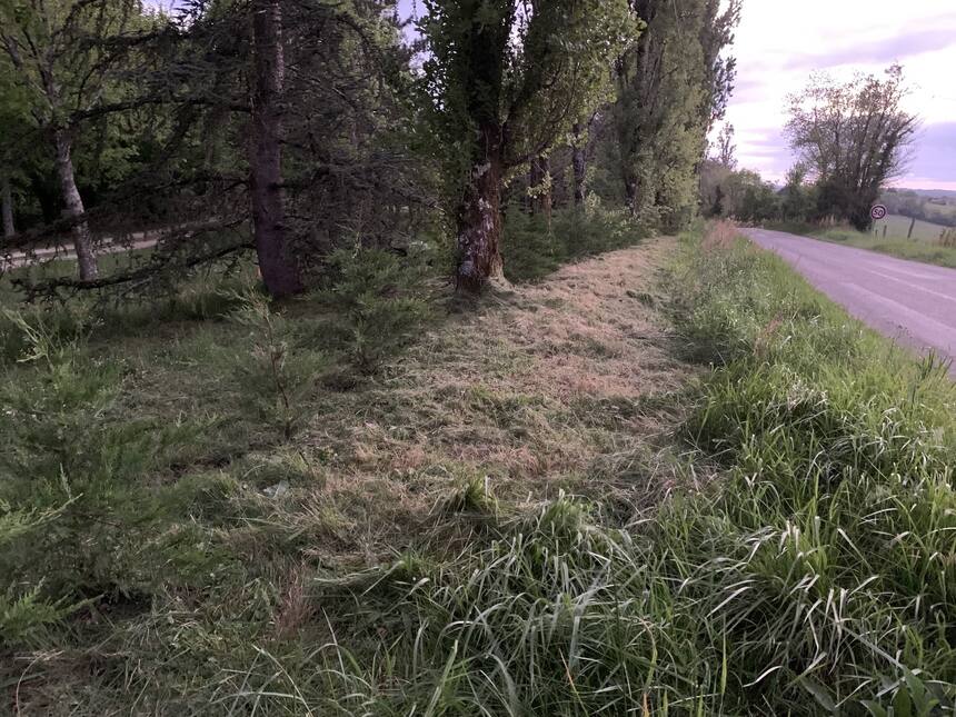 Hedge strimming