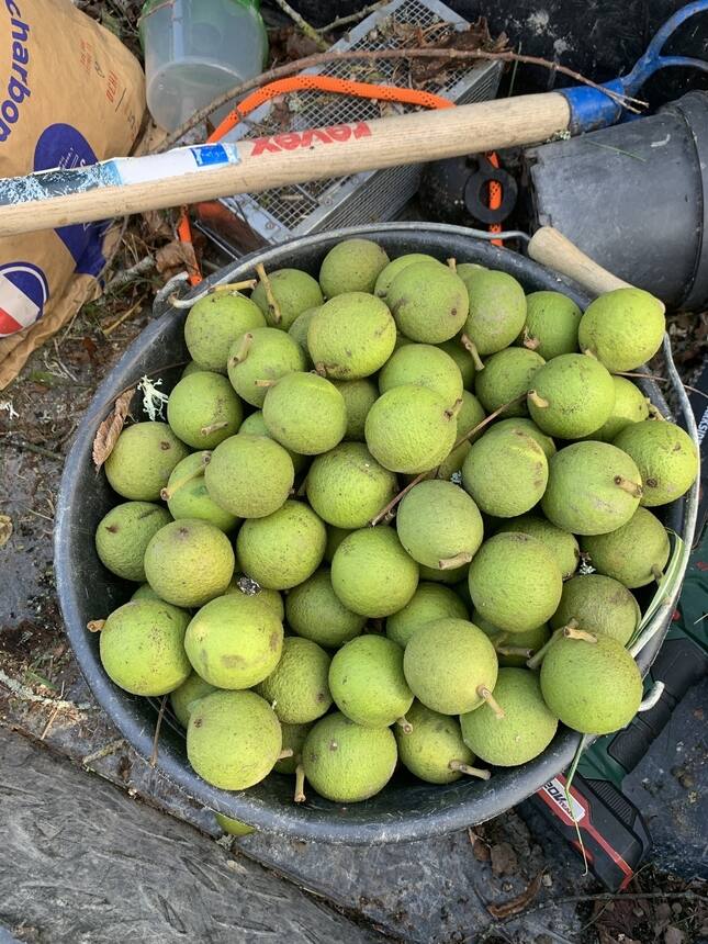 Black walnuts