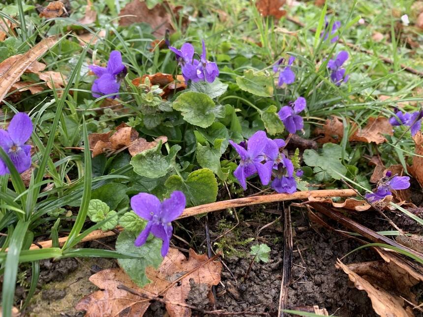 Our garden is full of early spring wildflowers.