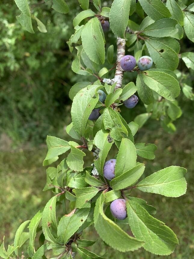 This year’s sloe berry harvest is going to be epic?