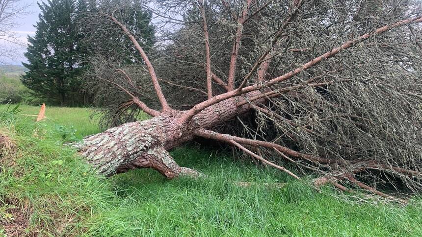 We lost 5 more trees in last week’s storm 🥹