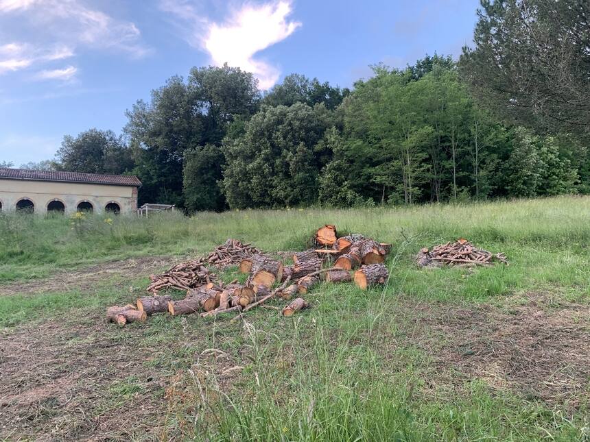 One giant old fallen umbrella pine reduced to compost and firewood…. Although I 