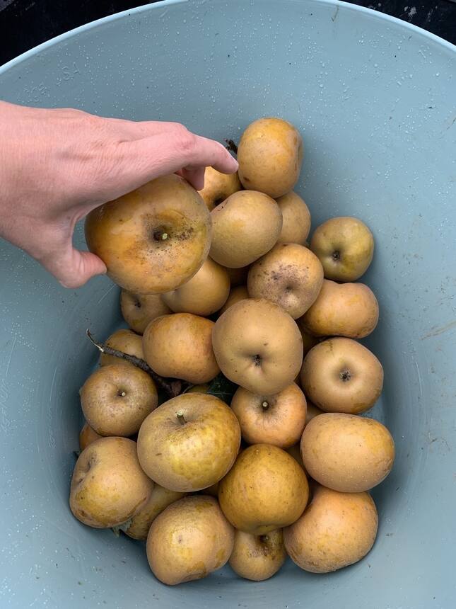 Late season apple harvest
