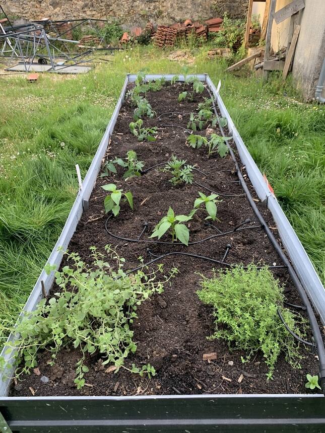 The first of this years new veggie starts are going in. So far: tomatoes, pepper