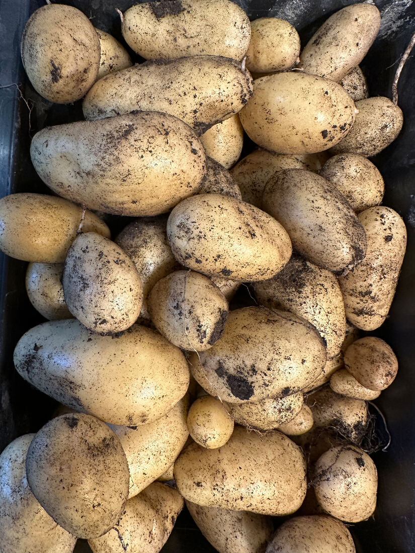 This weeks potato harvest