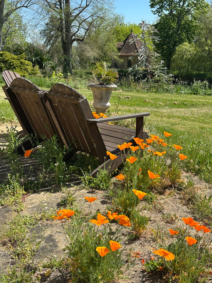 Our California poppies love the Gers