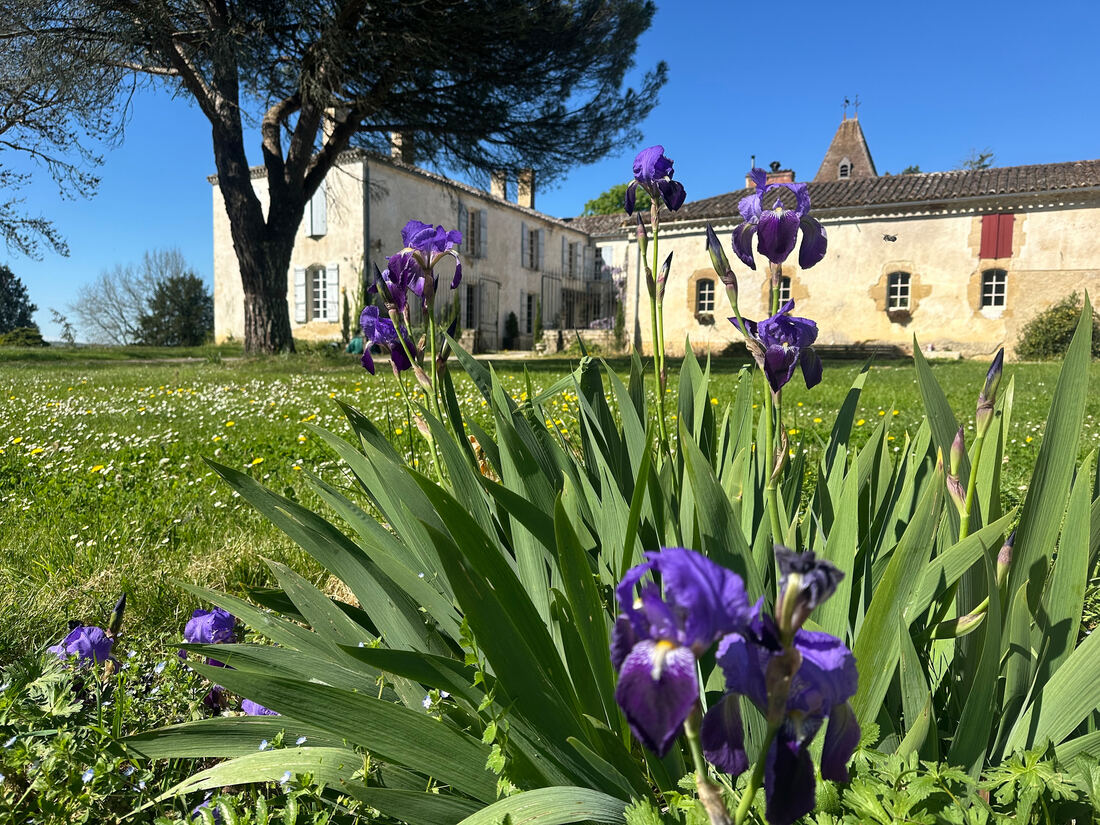 This year the Irises have done particularly well.