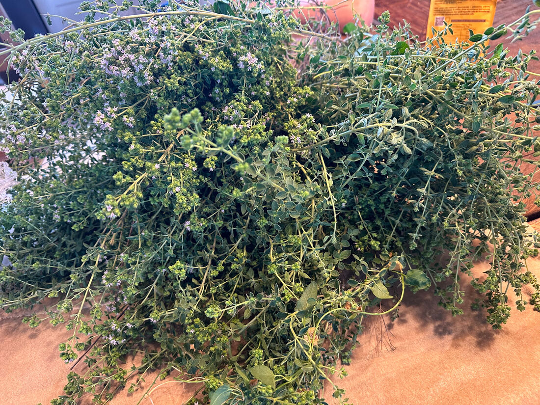 The Oregano Harvest. I’m running a little late this year, or maybe the oregano i