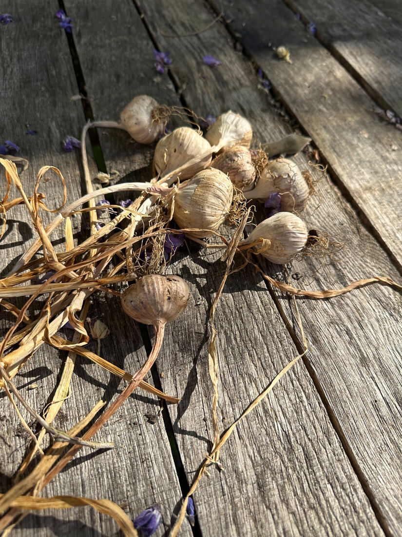 And my first go at growing garlic!