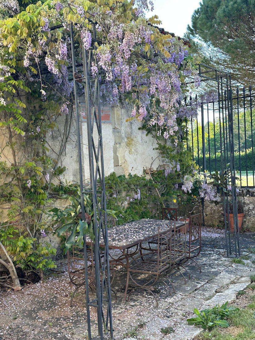 Wisteria season