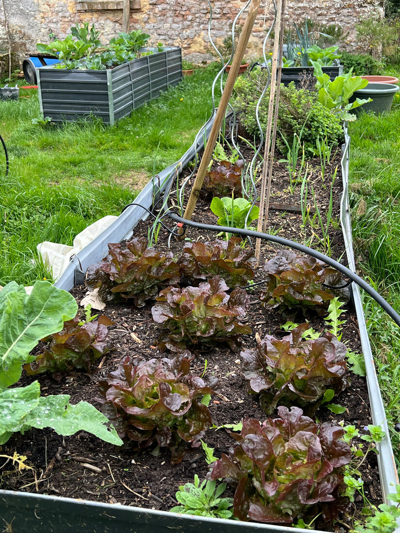 Veggie bins: I had no idea that lettuce could survive a minus 9 C winter. This y